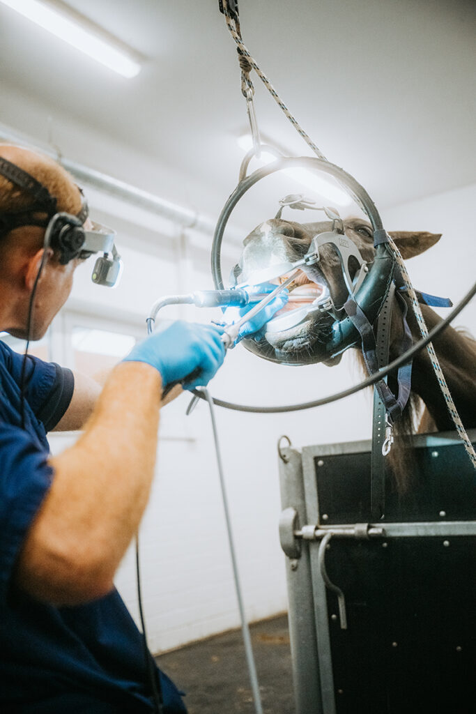 Tierärzte bei einer Untersuchung in der Tierklinik Lüsche