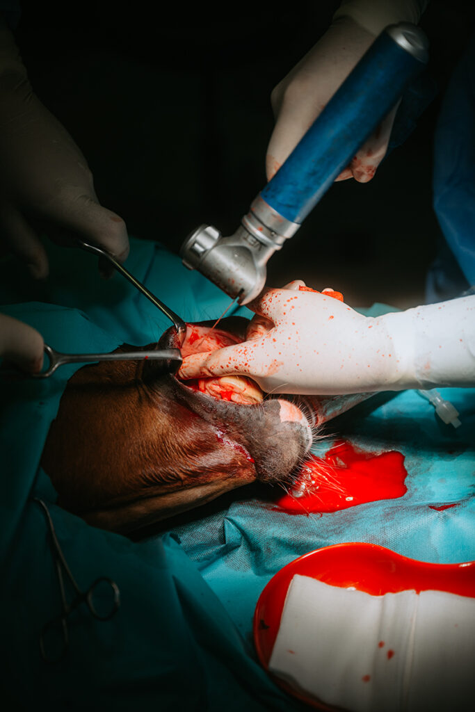 Operation in der Tierklinik Lüsche